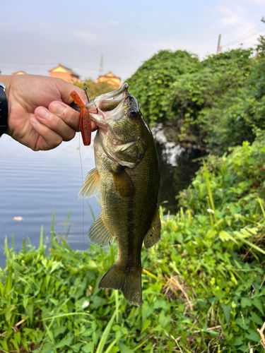 ブラックバスの釣果