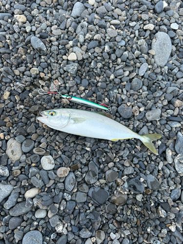 ワカシの釣果