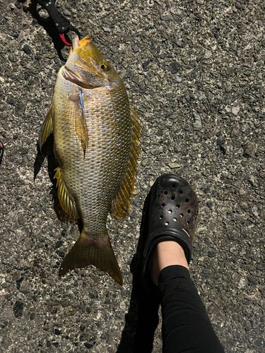 タマンの釣果