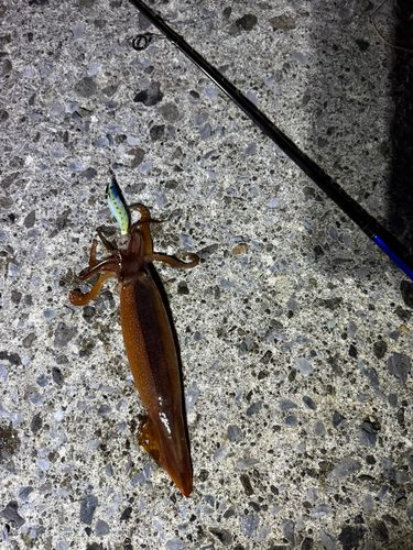 イカの釣果