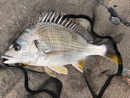 キビレの釣果