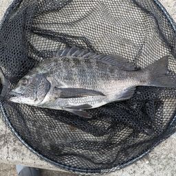 クロダイ