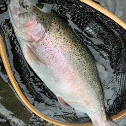 レインボートラウト