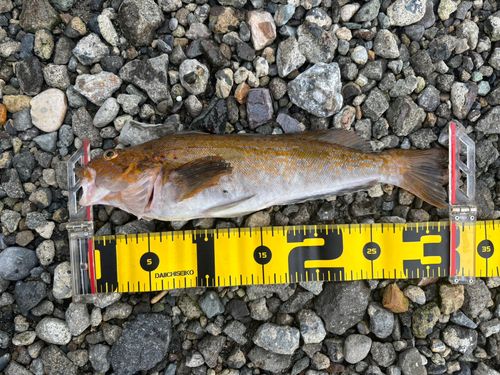 アイナメの釣果