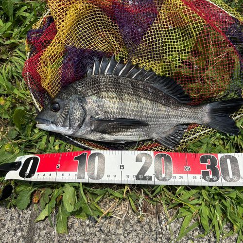 クロダイの釣果