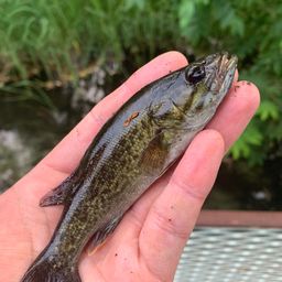 スモールマウスバス