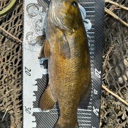 スモールマウスバス