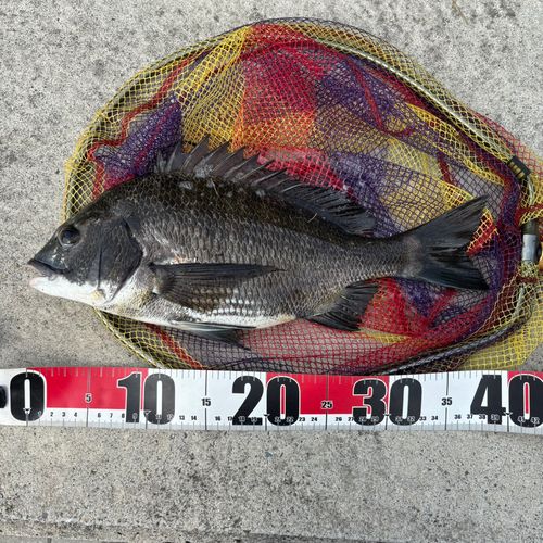 クロダイの釣果
