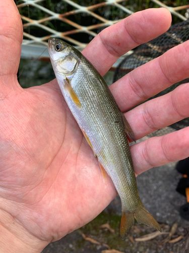 ウグイの釣果