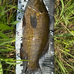 スモールマウスバス