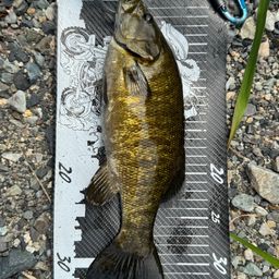 スモールマウスバス