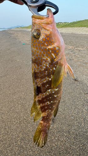 キジハタの釣果