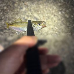 アジ