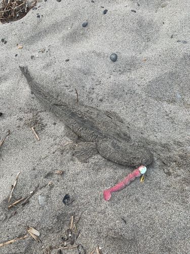マゴチ