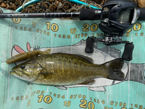 スモールマウスバスの釣果