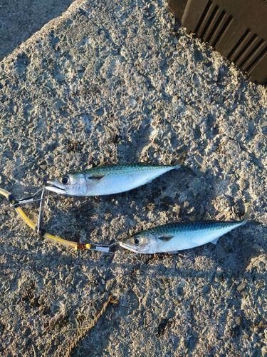 マサバの釣果