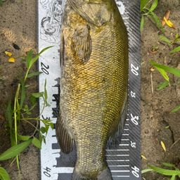 スモールマウスバス