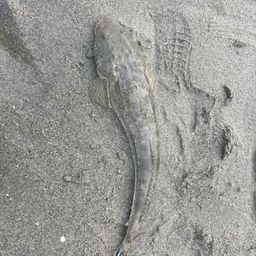 マゴチ