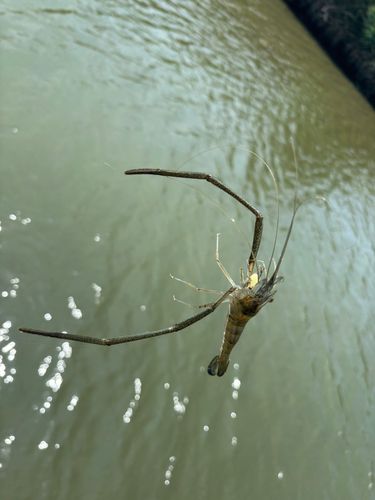 テナガエビの釣果