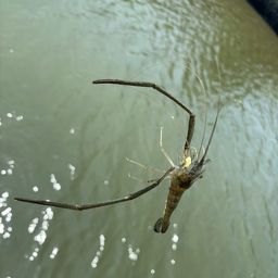 テナガエビ