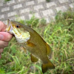 スモールマウスバス