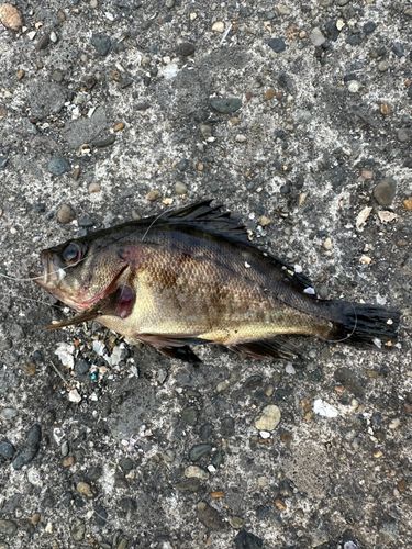 メバルの釣果