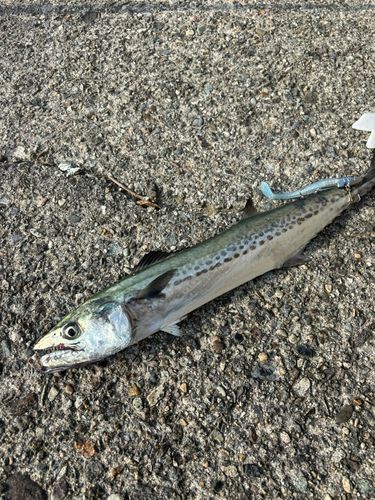 サゴシの釣果