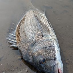 クロダイ