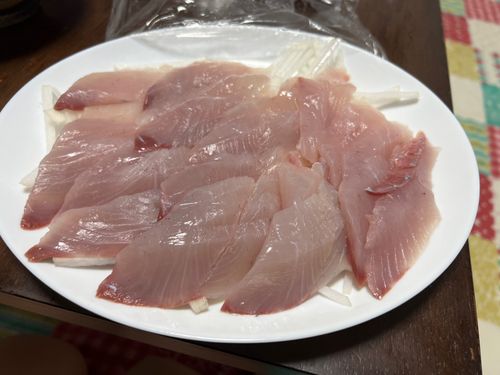 ショゴの釣果