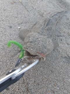 マゴチの釣果