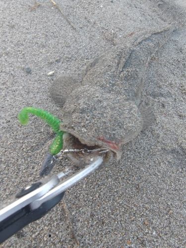 マゴチの釣果