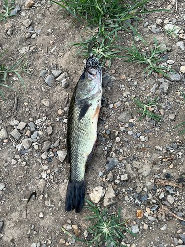 ブラックバスの釣果