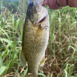 スモールマウスバス