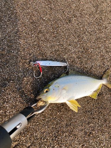ショゴの釣果