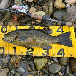 スモールマウスバス