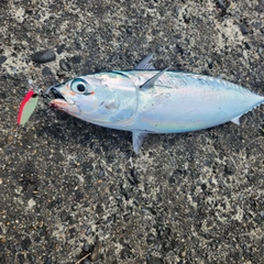 マルソウダの釣果