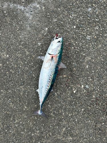 マルソウダの釣果
