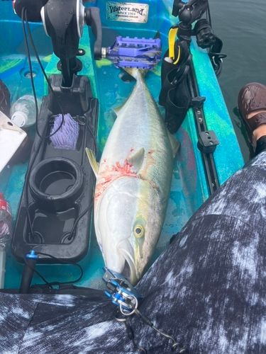 ブリの釣果