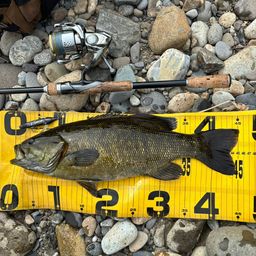 スモールマウスバス