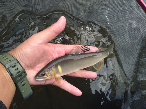 アユの釣果