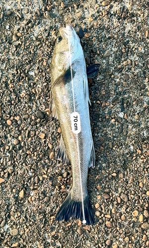 シーバスの釣果