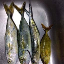 ワカシ