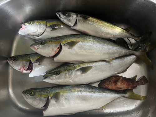 ハマチの釣果