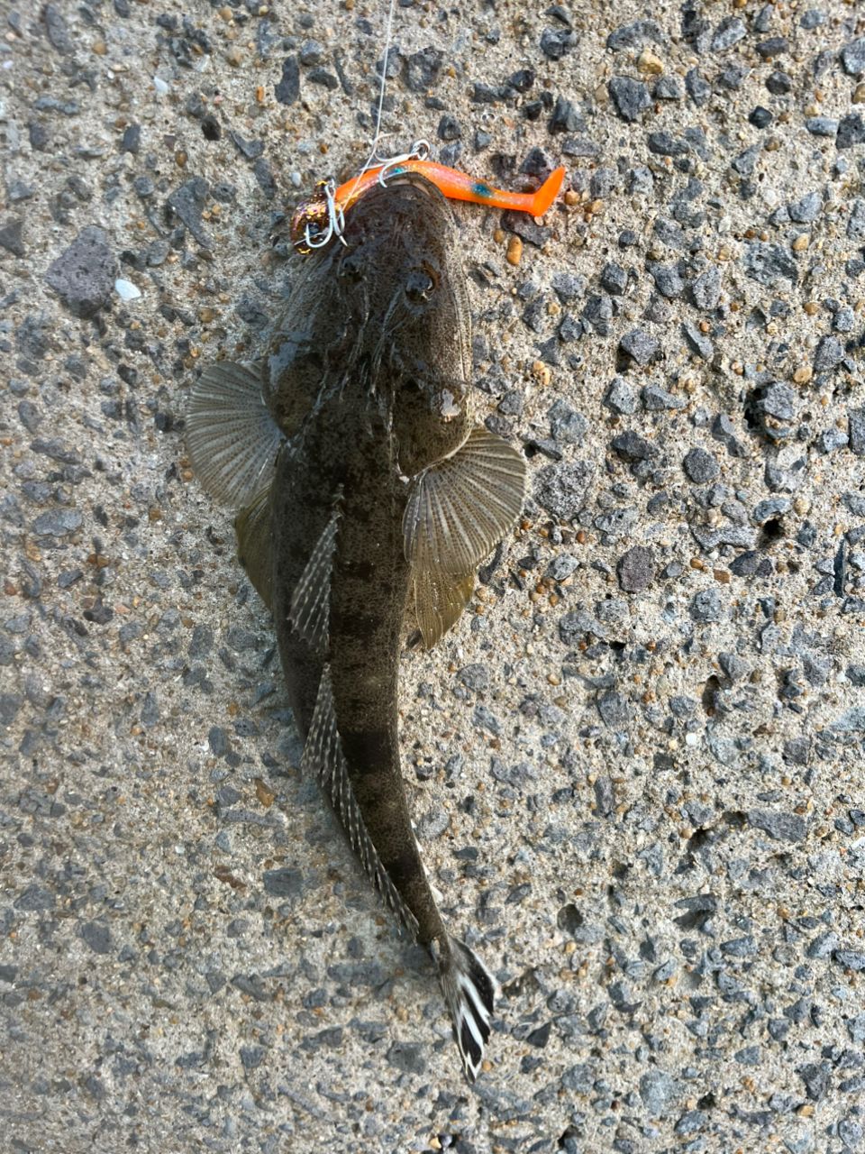 マゴチ