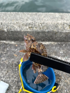 ワカシの釣果