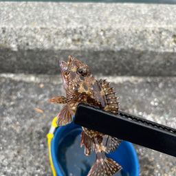 ワカシ