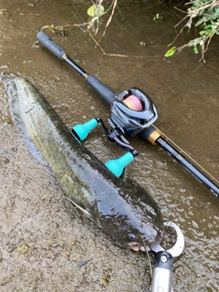 ナマズの釣果