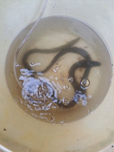 ウナギの釣果