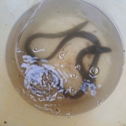 ウナギ