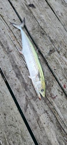 サゴシの釣果